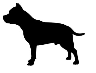 American Staffordshire terrierin silhollouette vector.