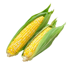 Fresh yellow corn on the cob with green husks on transparent background