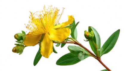 A single yellow flower with buds isolated on transparent background