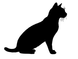 Bengal Cat in silhollouette vector image white baclground.