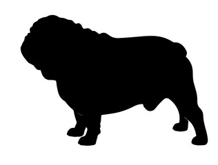 Bull terrier in silhollouette vector image.