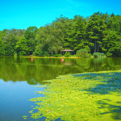 Tranquil Brooklyn New York summer landscape at Prospect Park Lake with yellow wildflowers over the green algae in the water