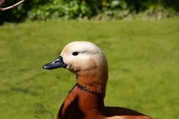 Portrait of a duck on a green river background. Ruddy Shelduck (Tadorna ferruginea), known in India as the Brahminy duck. Wildlife scene of nature