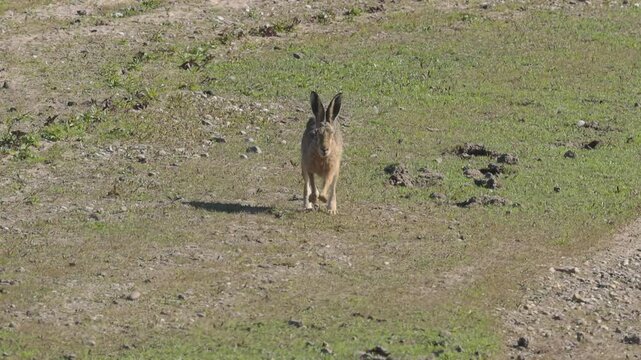 hare running towards me, rabbit hopping in the meadow, sunny day, big ears and paws, Leporidae in the meadow