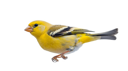 Fototapeta premium A close up of a bright yellow american goldfinch on transparent background png