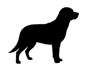 Chesapeake Bay retriever  dog  in silhollouette vector image.