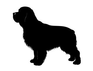 Clumber spaniel in silhollouette vector image.