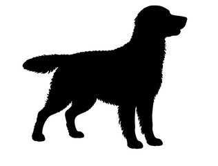 Collie in silhollouette vector image white baclground.