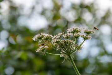 A hoverfly on a cow parsley flower, with a blurred background and copy space.