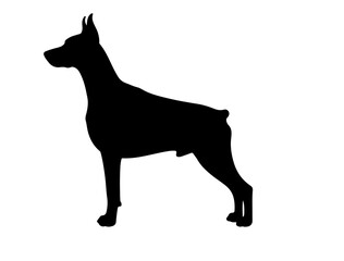 Dalmatian in silhollouette vector image .