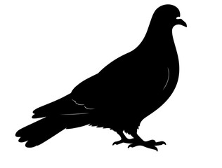  Dove in silhouette on white background side.