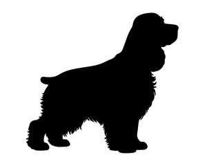 English cocker spaniel in silhollouette vector image.