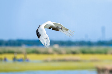 The red-crowned cranes flying in the Momoge National Nature Reserve, Jilin Province, China.