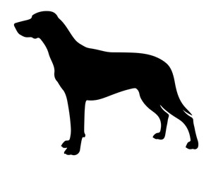 Foxhound in silhollouette vector image.