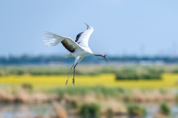 The red-crowned cranes flying in the Momoge National Nature Reserve, Jilin Province, China.