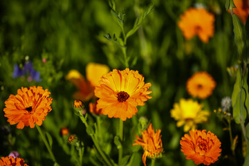 Calendula officinalis, bright orang marigold in full bloom, close-up in a natural garden setting