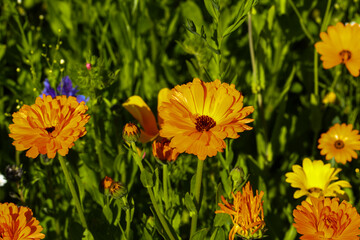 Calendula officinalis, bright orang marigold in full bloom, close-up in a natural garden setting