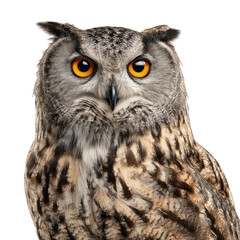 Obraz premium Majestic Close-Up of an Owl with Striking Yellow Eyes and Detailed Feather Patterns Against a Bright Background