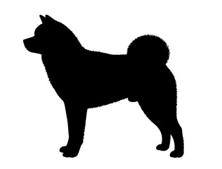 Akita in silhollouette vector image  wite background.