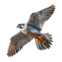 Majestic Peregrine Falcon in Flight with Spread Wings Captured Against a Clear Blue Sky