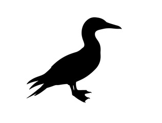 Gannet  in silhollouette vector image.
