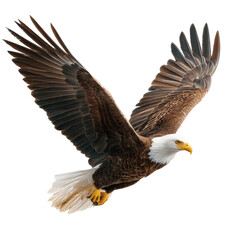 Obraz premium Majestic Bald Eagle in Flight with Outstretched Wings Against Blue Sky Background