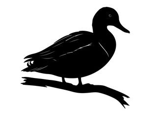 Gannet  in silhollouette vector image.