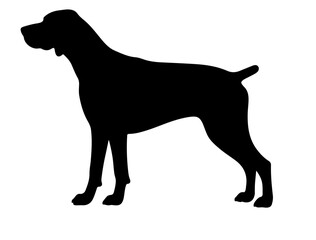 French bulldog in silhollouette vector image.