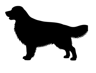 German wirehaired pointer in silhollouette vector image white baclground.