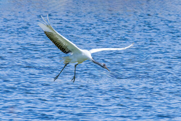 The red-crowned cranes flying in the Momoge National Nature Reserve, Jilin Province, China.