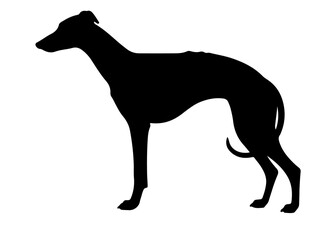 Greyhound in silhollouette vector image white baclground.