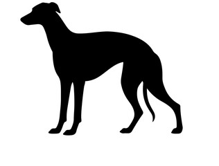 Greyhound in silhollouette vector image white baclground.