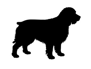 Irish water spaniel  in silhollouette vector image.