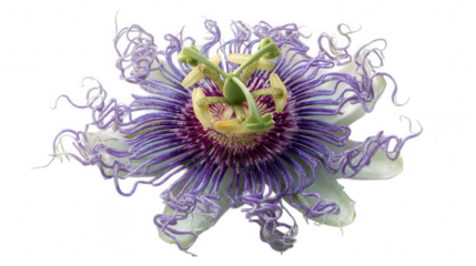 Passion flower isolated on transparent background