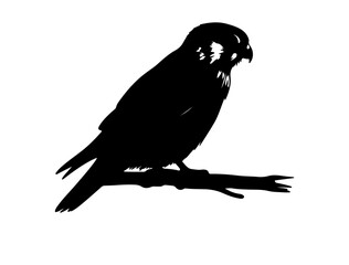  Kestrel in silhollouette vector image  white background.