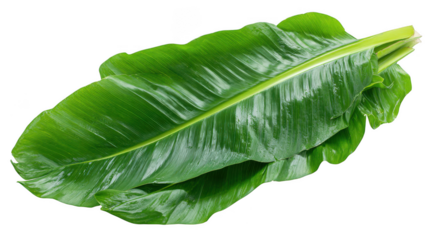 Green banana leaves isolated on transparent background