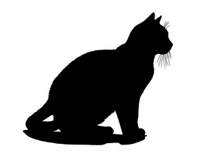 American Shorthai in silhollouette vector image.