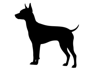 Mexican hairless in silhollouette vector image white baclground.