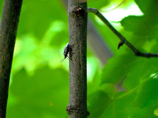 Shield Bug Climbing Tree Trunk in Summer Forest