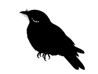 Obraz premium Nightjar in silhollouette vector image.
