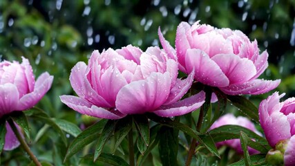 pink flowers in the rain with rain drops on them - Powered by Adobe