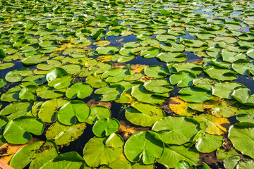 Mountains, water lilies and reeds on Skadar Lake, Montenegro – natural beauty of the Balkans