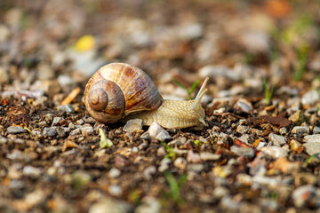Weinbergschnecke - Schneckenhaus - Allgäu