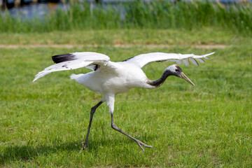 The red-crowned cranes flying in the Momoge National Nature Reserve, Jilin Province, China.