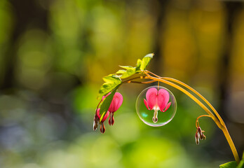 Tr&auml;nendes Herzblume 