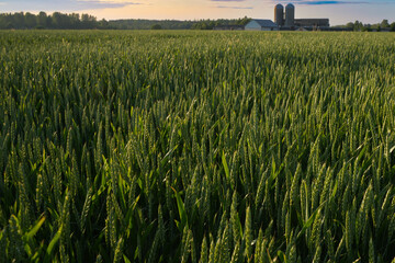 winter wheat field close -up