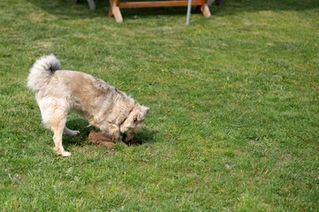 Dog. Domestic animals. Happy dog ​​against the background of green grass in the yard of a private house.