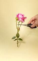 Hand holds a pair of scissors cutting a pink rose flower. Simple modern nature background. Minimal...