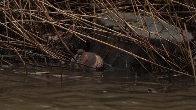 A little grebe (Tachybaptus ruficollis) also known as dabchick in winter plumage
