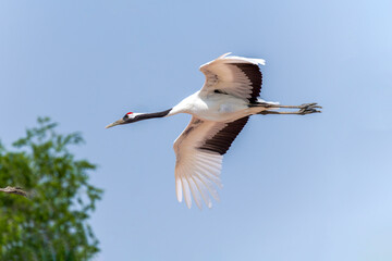 The red-crowned cranes flying in the Momoge National Nature Reserve, Jilin Province, China.